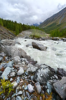 The mountain river with big stones and the coniferous forest