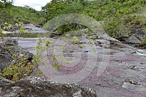 Mountain river Canio Cristales