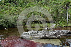 Mountain river Canio Cristales