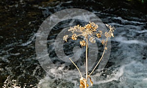 Dry flower with seeds on the bank of a mountain river.