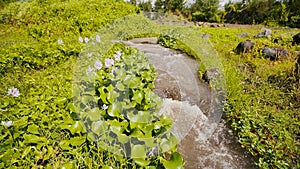 Mountain river with flowers and dense greenery. The mountain volcanic river originating from the Mayon volcano. Legazpi