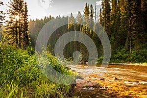 Mountain river flowing through a forest at sunrise