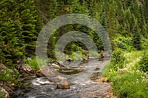 Mountain river flowing through a forest at sunrise