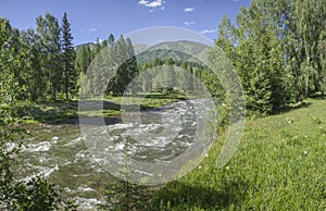 The mountain river flows among the green forest