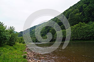 Mountain river flows near the mountains and coniferous forest under a blue sky