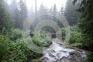 Mountain river in foggy forest