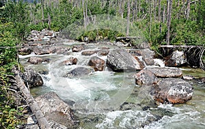 Mountain river and forest