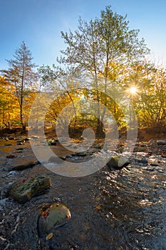 Mountain river among the forest in autumn