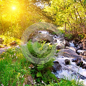 Mountain river, forest and bright sunrise.