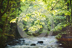 Mountain river with forest landscape. Tranquil waterfall scenery in the middle of green tree foliage. Romantic softness