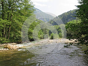 Mountain river in the forest photo