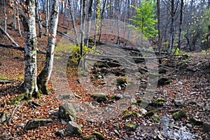 Mountain river in forest and mountain terrain. Crimea the Grand Canyon