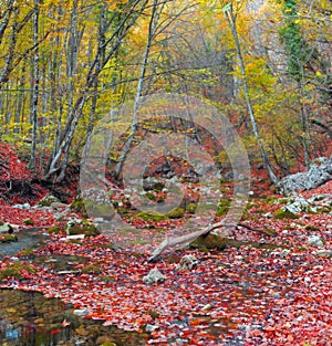 Mountain river in forest and mountain terrain. Crimea the Grand Canyon