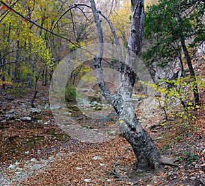 Mountain river in forest and mountain terrain. Crimea the Grand Canyon