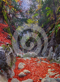 Mountain river in forest and mountain terrain. Crimea the Grand Canyon