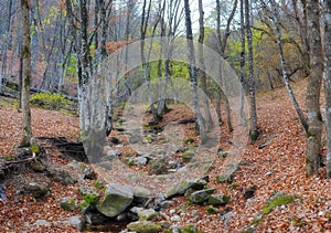 Mountain river in forest and mountain terrain. Crimea the Grand Canyon