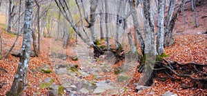 Mountain river in forest and mountain terrain. Crimea the Grand Canyon