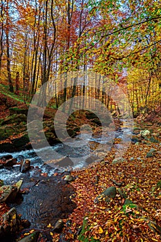 mountain river in the forest. water flow among the rocks. trees in autumn colors. sunny forenoon weather photo