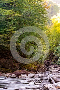 Mountain river in forest. Water on a stones