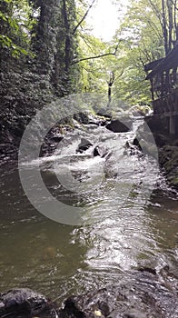Mountain river in Georgia, Adjarija