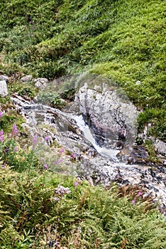 Mountain river with grass, flowers and rocks around