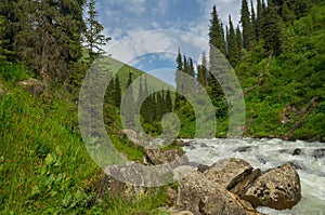 Mountain river, green meadows and spruce trees