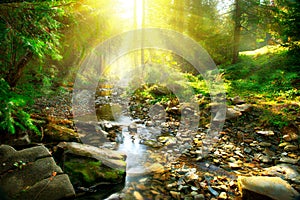 Mountain river in the middle of green forest