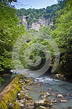 Mountain river in the middle of green forest