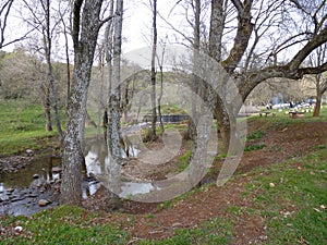 Mountain river in the middle of green forest