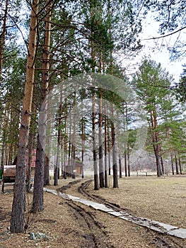 Mountain River between pine forest in area of South Ural