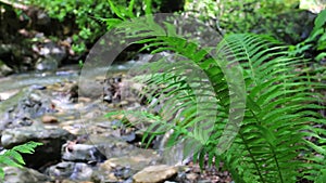 Mountain river in rocks, foreground is fern. Fern close-up, on background of stream and stones.