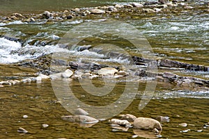 Mountain river with rocky rifts, water flow from the mountains, tourism and travel