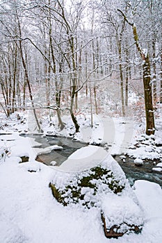 Mountain river runs through winter forest