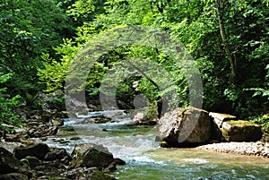 Mountain river with stones and trees.