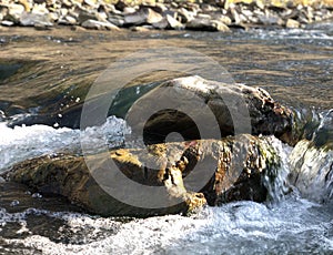 Mountain river with stones. Ukraine