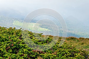 Mountain river stream landscape