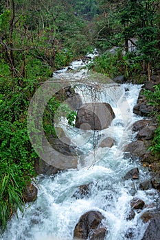 Mountain river stream waterfall fresh forest / Landscape nature plant tree rainforest jungle with rock and green mos in the