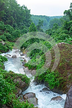 Mountain river stream waterfall fresh forest / Landscape nature plant tree rainforest jungle with rock and green mos in the