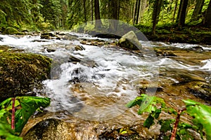 Mountain river in summer