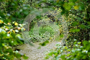 Mountain river in summer. slovensky raj. sucha bela trail