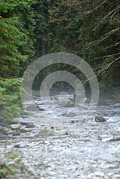 Mountain river in summer