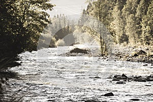 Montana un rio en el verano. un rio polonia antiguo 