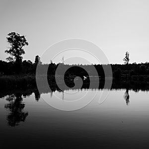 Mountain river in summer surrounded by forest - monochrome