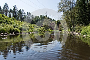 Mountain river in summer surrounded by forest