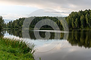 Mountain river in summer surrounded by forest