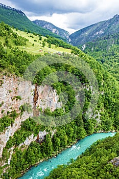 Mountain river Tara and forest in Montenegro