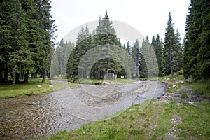 Small mountain river and a pine forest