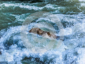 Mountain river with wild rapids, water breaks violently over a r