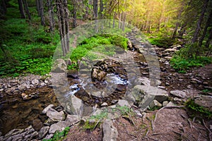 Mountain River in the wood. Ukrainian Carpathians.