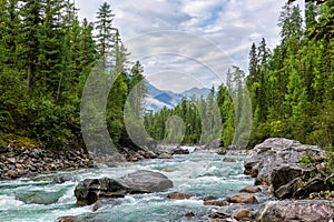 Mountain rivulet in Siberian dark coniferous taiga. August